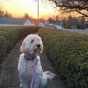 Meet your Posher, Delaney